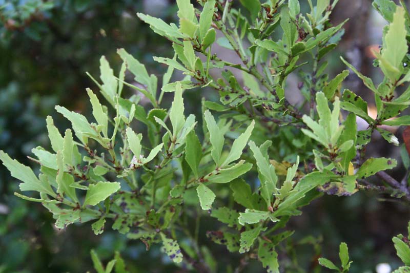 rencontre avec joe black box office