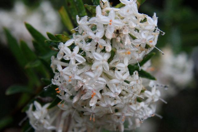Pimelea sp. V o t Waters Oct '10 IMG_0403[1]
