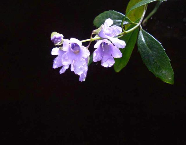 Prostanthera caerulea Dalpura '05 IMGP0125[1]