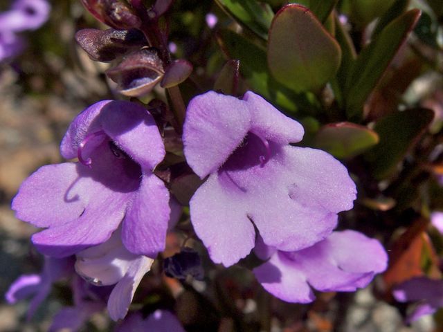 Prostanthera hindii Wollemi NP September 2011