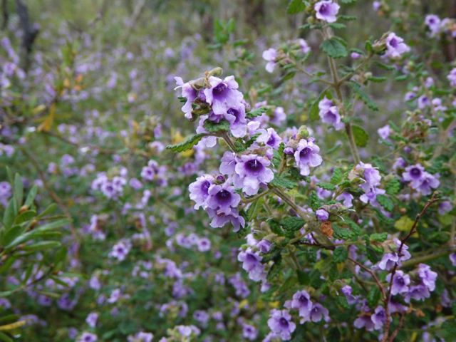 Prostanthera incana Kowmung R '09  PBT128[1]