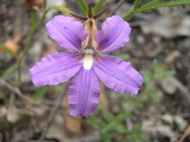 Scaevola ramosissima Coorongooba Dec '04 IMGP4125[1]