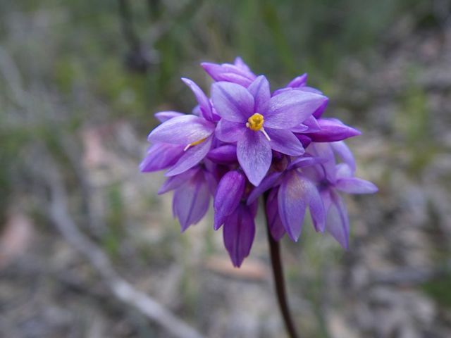 Sowerbaea juncea Dalpura '09  DC02[1]