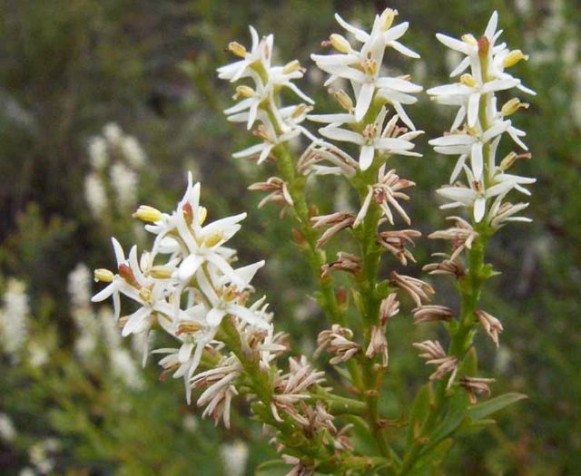 Symphionema paludosum (RTM) Chifley Nov '05 IMGP0381[1]