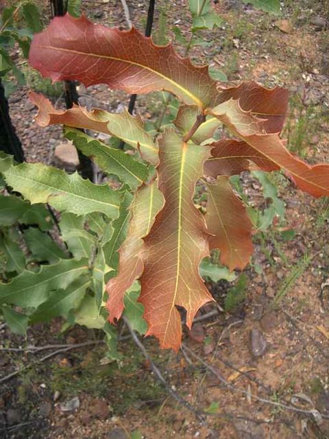 Xyolmelum pyriforme Coorongooba Dec '04 IMGP4135[1]