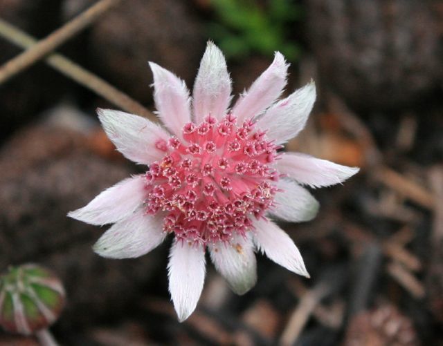 Actinotus forsythii Kanangra Oct 2011 FF5[1]