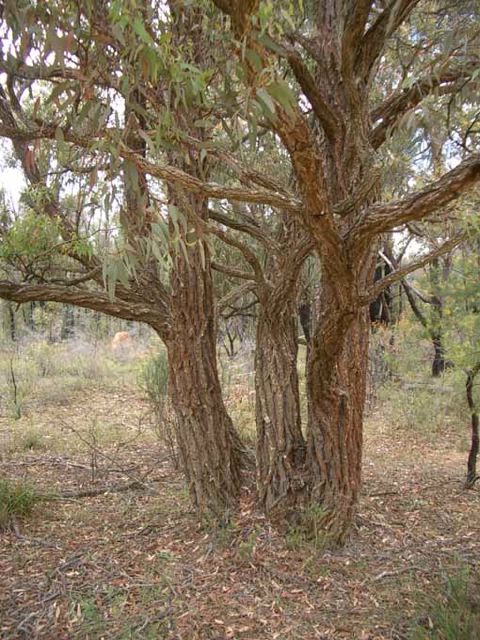 Eucalyptus crebra Coorongooba Dec '04 IMGP4140[1]