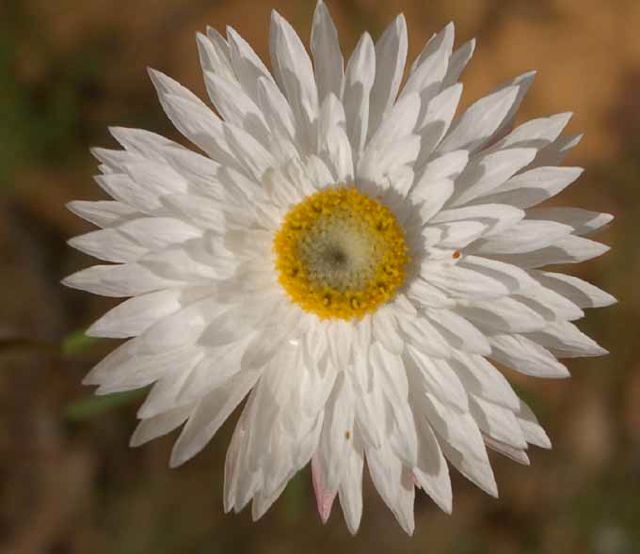 Helichrysum sp. Rocky Creek '05 IMGP4222[1]