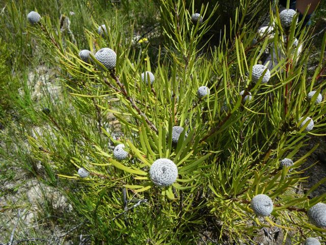 Isopogon anemomifoliusYileen '09  Y05[1]