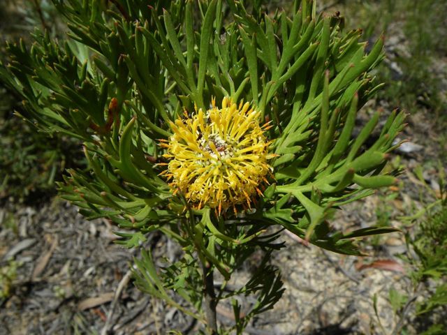 Isopogon anemonifolius Yileen '09  Y01[1]