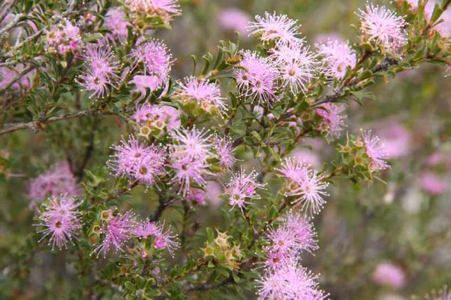 Kunzea capitata Yileen '06 IMG_2172[1]