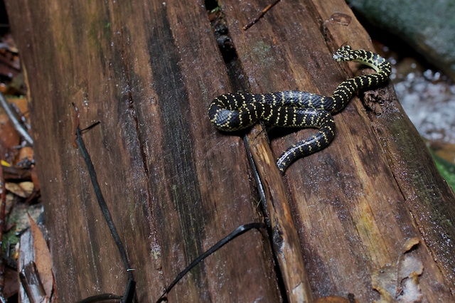 A small bread-headed snake in the canyon