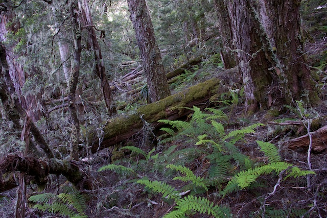 Open rainforest to the Mersey River