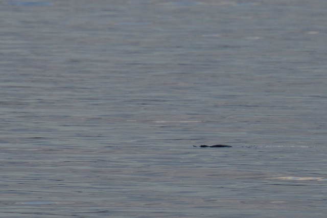 Platypus - Echo Point, Lake St Clair