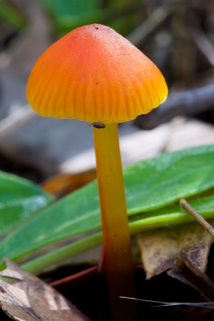 Hygrocybe chlorophana