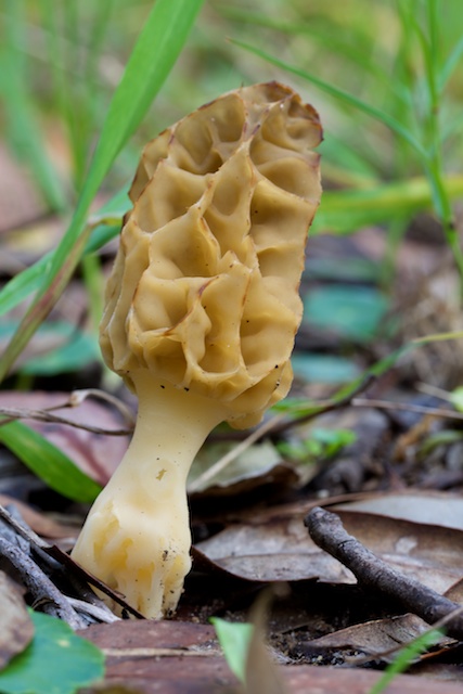 Morel 3