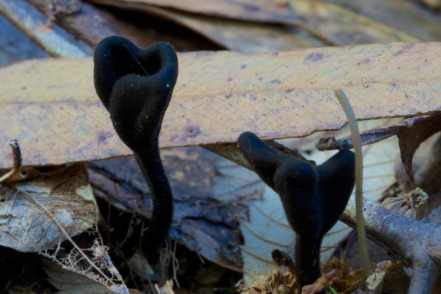 Hairy Fairy Club Fungi