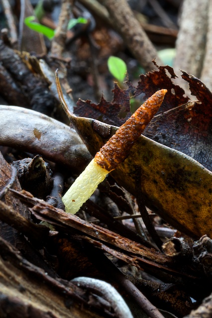 Stinkhorn - Mutinus boninensis
