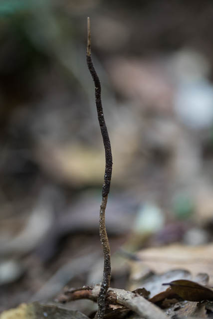 Cordyceps robertsii