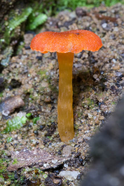Hygrocybe sp