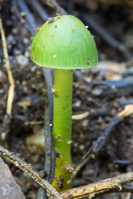 Hygrocybe graminicolor