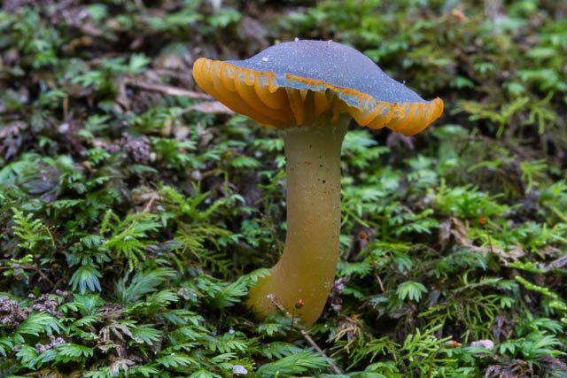 Hygrocybe taekeri