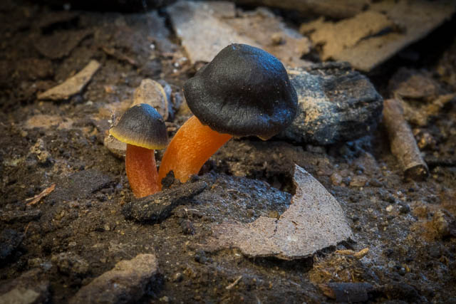 Hygrocybe arcohastata