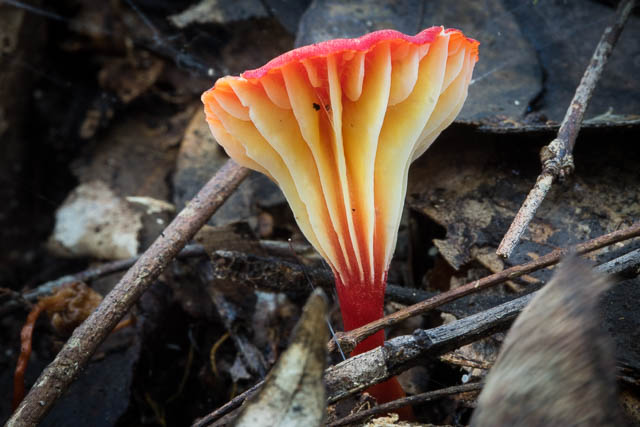 Hygrocybe lanecovensis