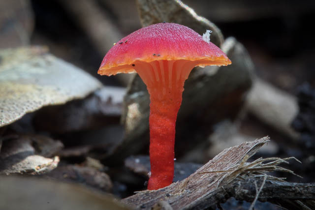 Hygrocybe kula