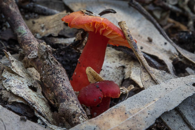 Hygrocybe bolensis