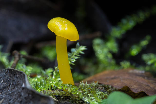 Hygrocybe chromolimonea