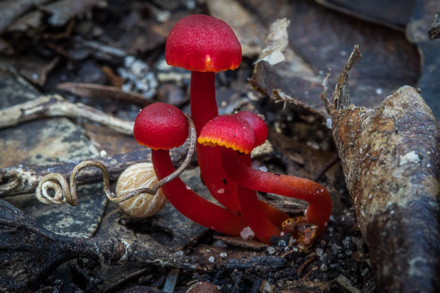 Hygrocybe collucera