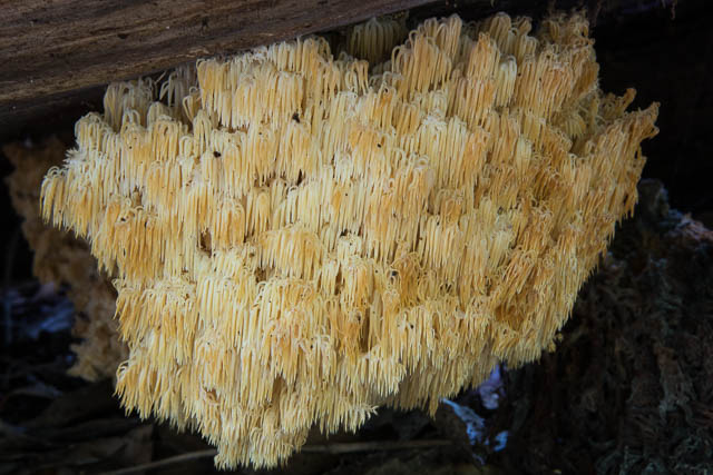 Hericium coralloides