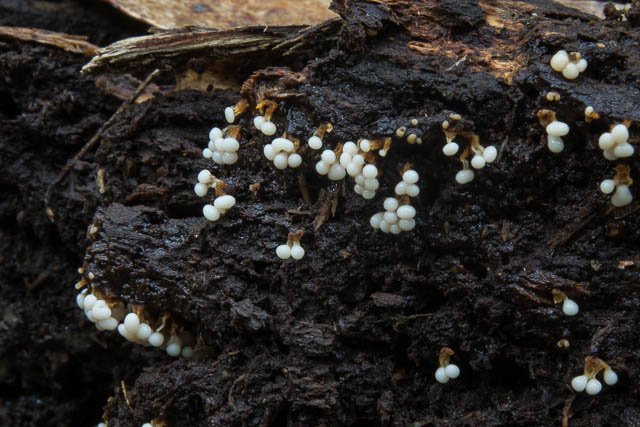Slime mould