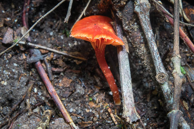 Hygrocybe sp