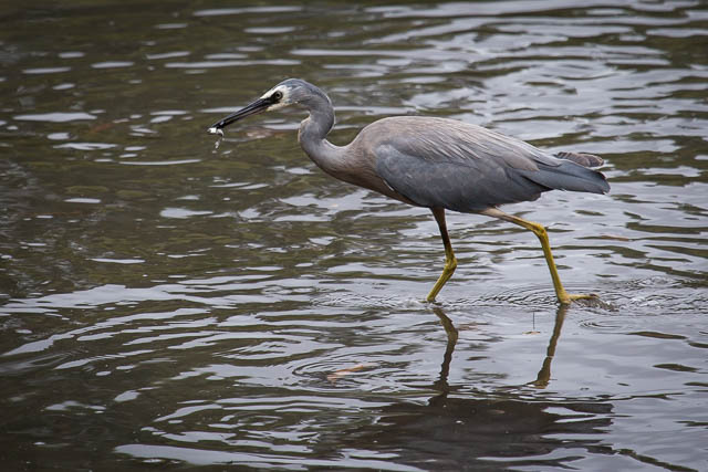 The heron with its modest meal