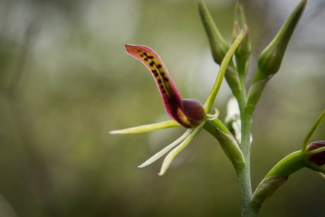 Small Tongue Orchid