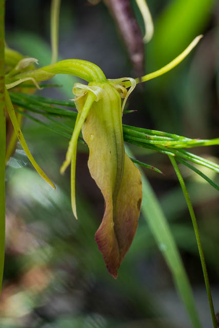 Large Tongue Orchid