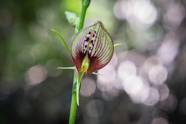 Bonnet Orchid