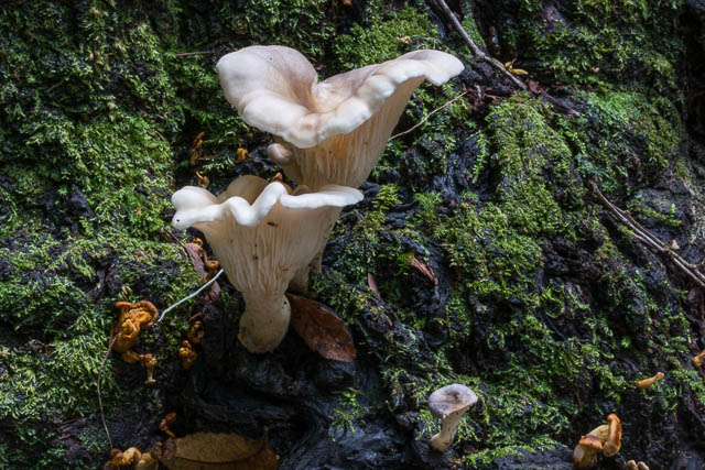 Omphalotus nidiformis