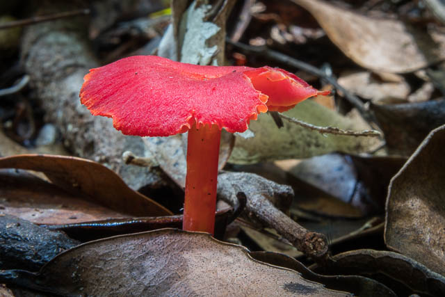 Hygrocybe miniata