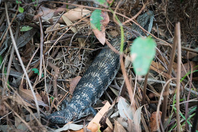 Blue Tongue Lizard