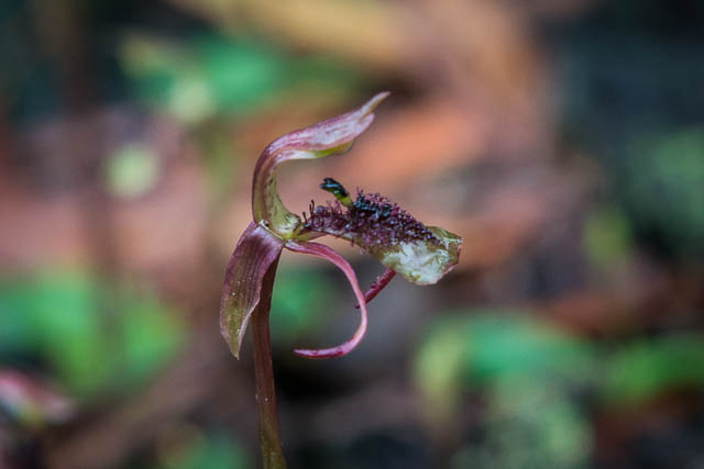 Chiloglottis tribaria