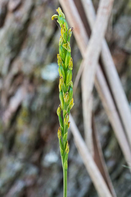 A rather old Yellow Leek Orchid