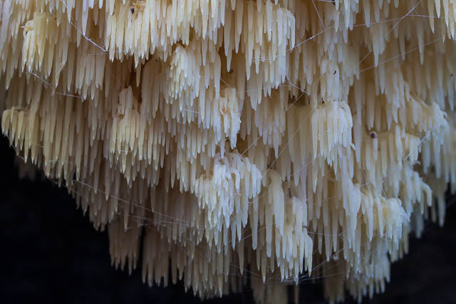 Hericium coralloides