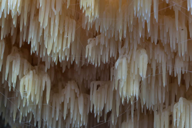 Hericium coralloides