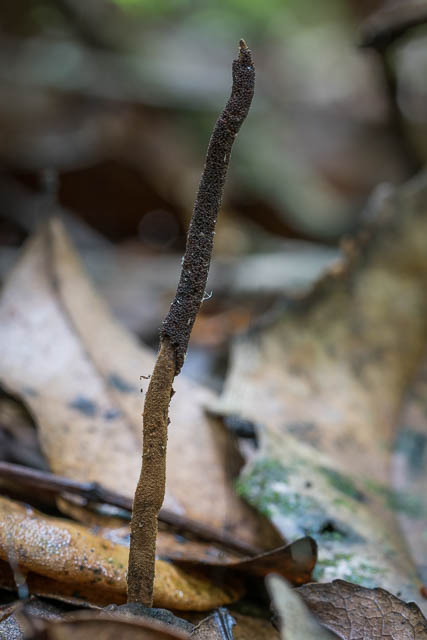 Cordyceps robertsii