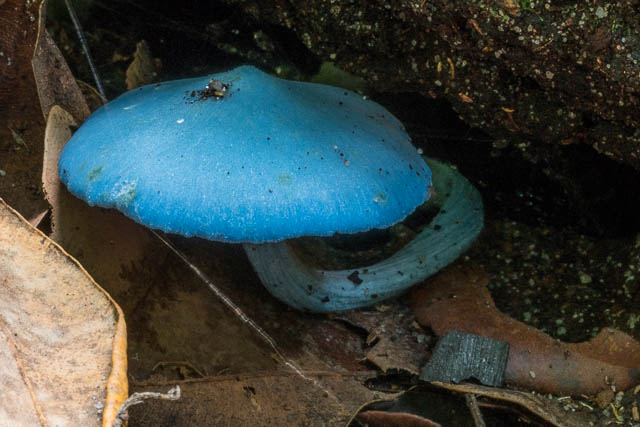 Entoloma hochstetteri