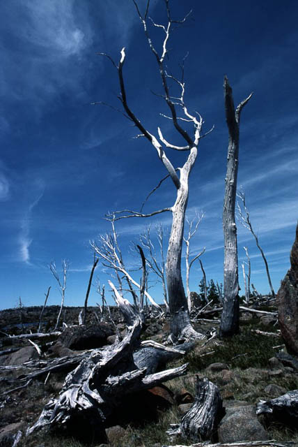 1980 photo - twenty years after a bushfire