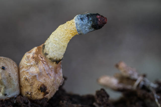 Stinkhorn - Mutinus borneensis